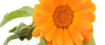Tisane de Souci : Propriétés, Bienfaits et Vertus (Calendula officinalis)